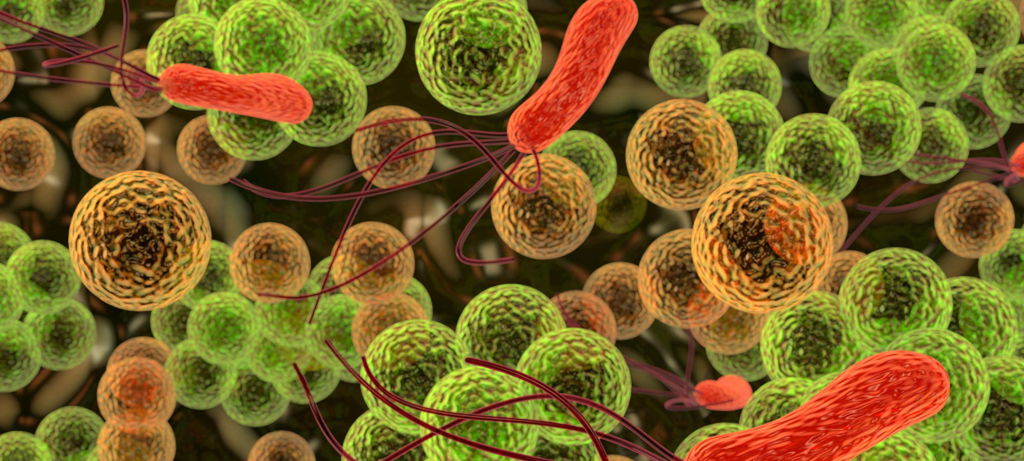 La microbiota regula la respuesta inmunitaria del organismo frente a la enfermedad inflamatoria inte...