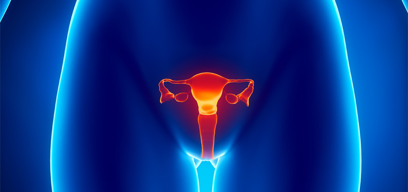 El origen de los cánceres de ovario: las trompas de falopio...