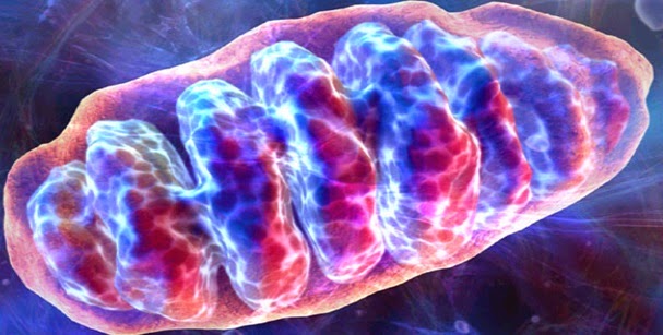 El ADN mitocondrial puede ser el causante de las enfermedades autoinmunes...