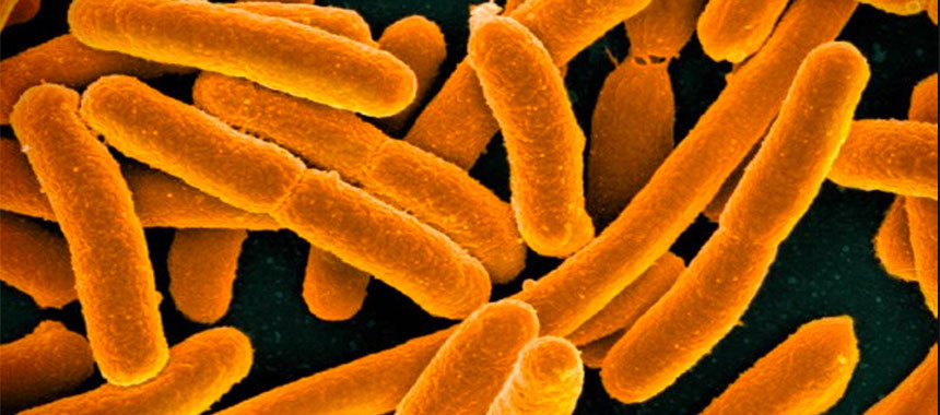 Gut bacteria drive autoimmune disease...