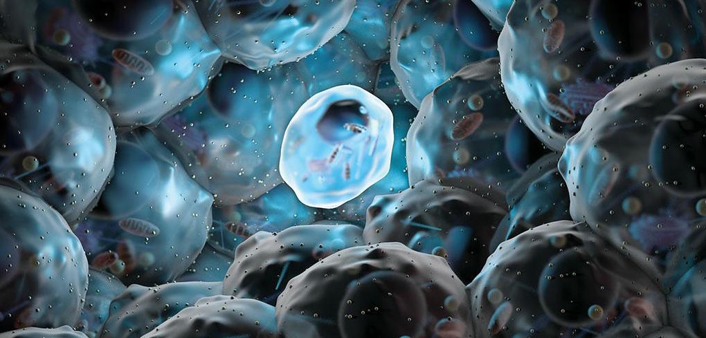 How human embryonic stem cells sparked a revolution...