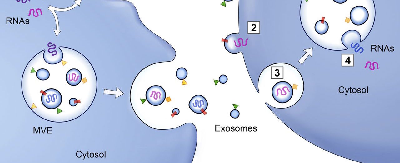 Exosomes transfer inflammasome activation...