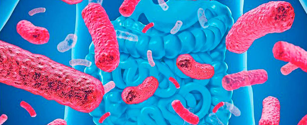 El mapa del intestino humano se completa con 2.000 nuevas bacterias...