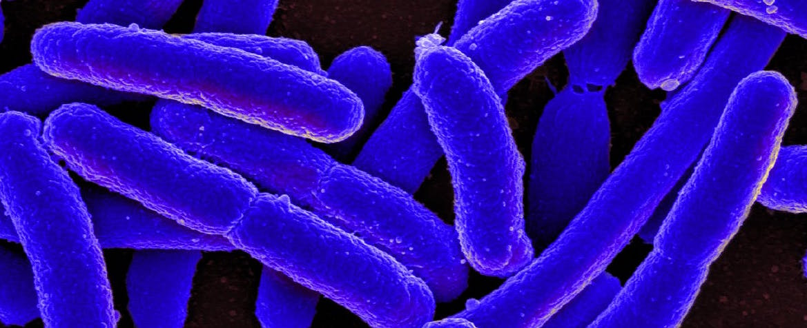 Identificada una bacteria intestinal que alarga la vida...
