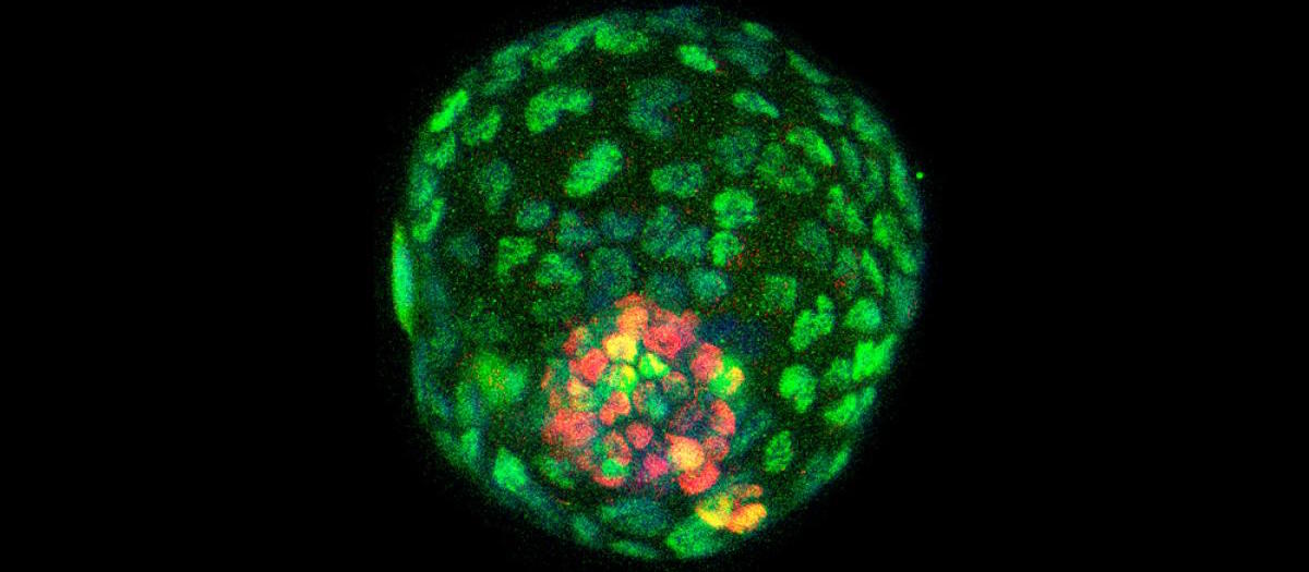 Un embrión sintético servirá para estudiar el desarrollo temprano...