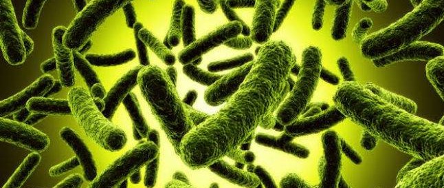 Una bacteria común en el intestino genera mutaciones que llevan al cáncer colorrectal...