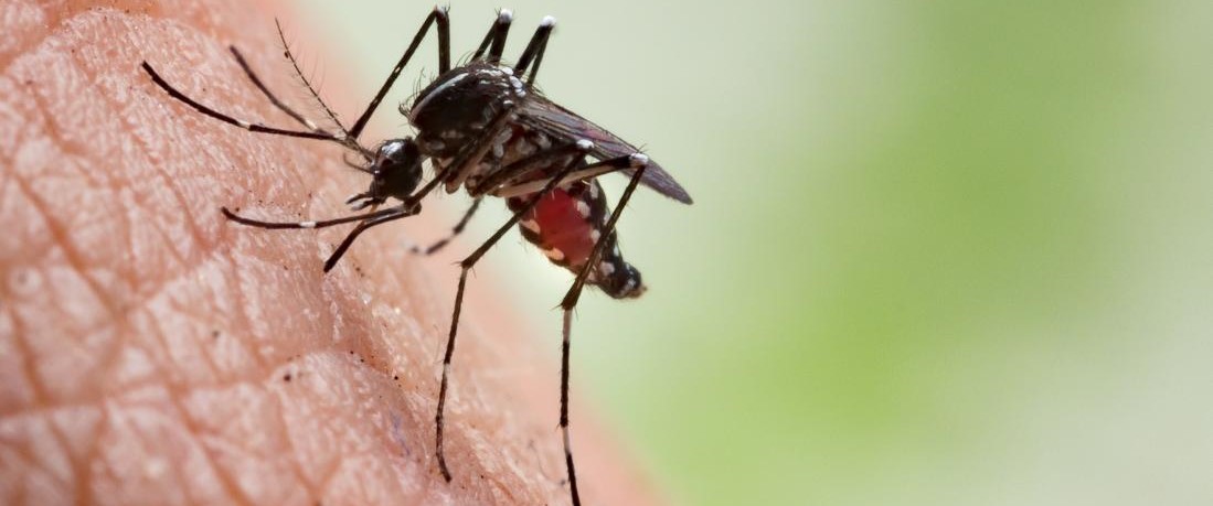 ¿Es posible una prueba diagnóstica de la malaria rápida, fiable y barata?...