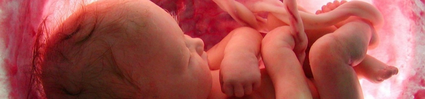 Nace el segundo bebé gestado en un útero trasplantado...
