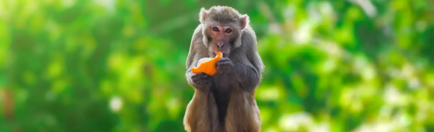 <a>Científicos chinos consiguen clonar un macaco</a>...