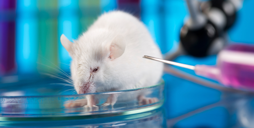 Ensayado en ratones un tratamiento experimental contra tumores cerebrales...