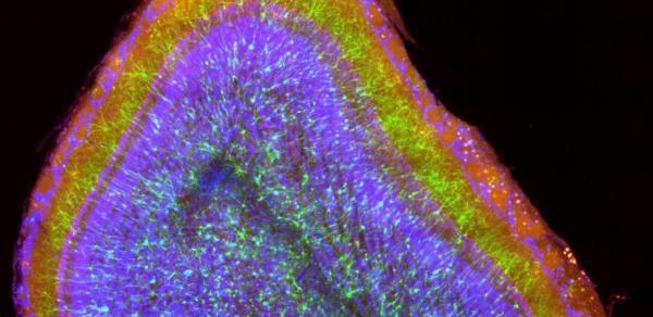 New neurons in the adult brain are involved in sensory learning...