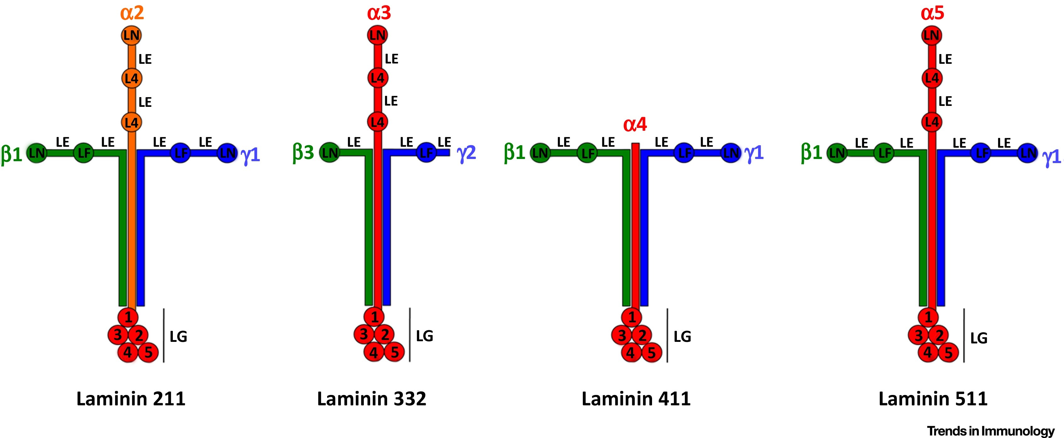 Laminin 511 is a target antigen in autoimmune pancreatitis...