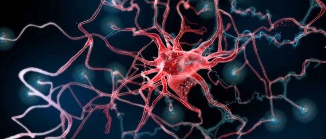 Astrocitos, las células de cerebro que esconden y difunden el VIH por el cuerpo...