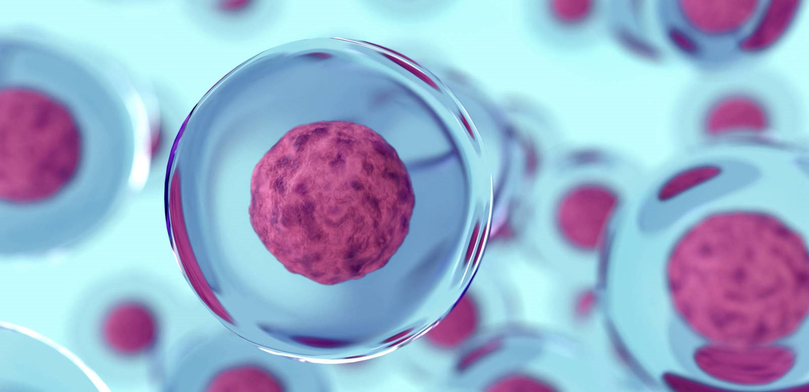 Un nuevo protocolo perfecciona a las células madre para su uso terapéutico...