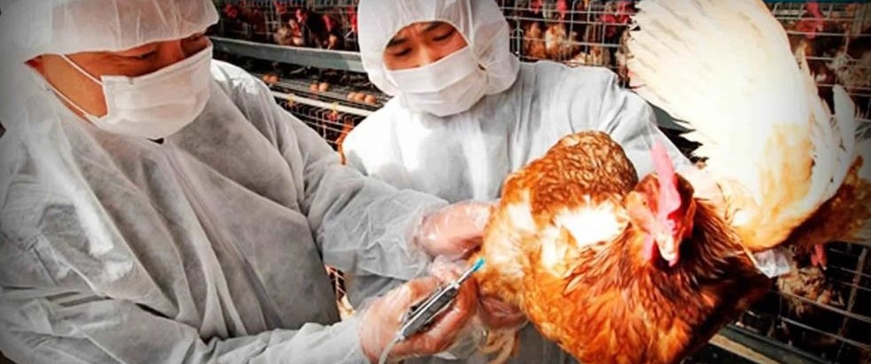 ¿Qué peligro tiene el virus de gripe aviar H10N3 descubierto en China?...