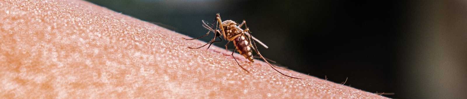 La OMS aprueba una vacuna que podría erradicar la malaria...